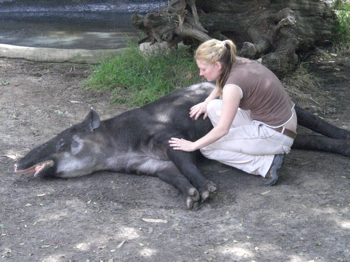 Tapir Silhouette