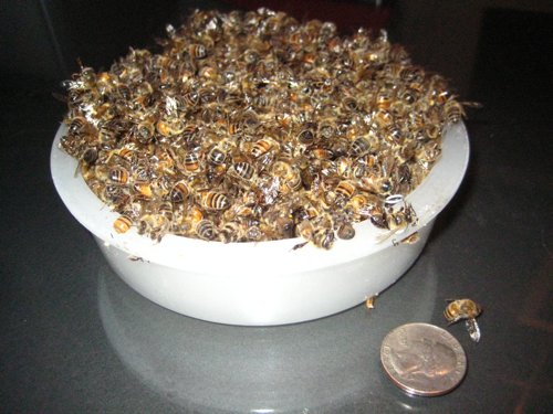 bees falling from kitchen light fixture