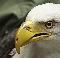 Eagle Beak