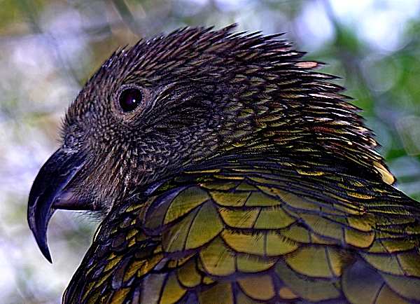 Kea Sheep