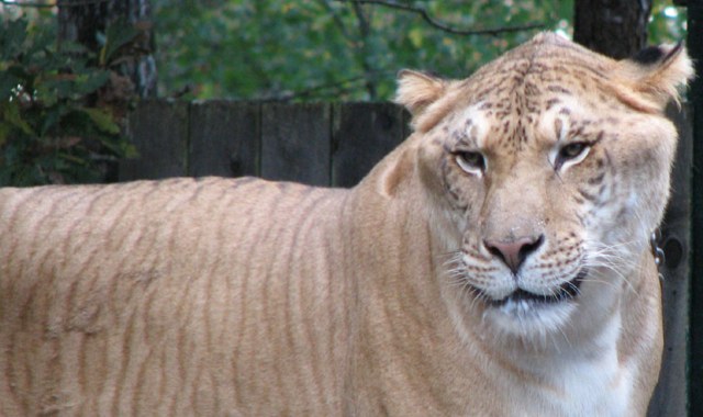 The liger is greater than the sum of its parentage | Boing Boing