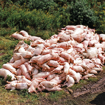 Factory Pig Farm