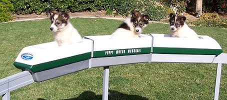  Blog Puppymonorail