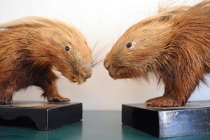  Files Porcupines2