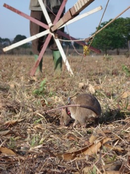  Images  Wikipedia Commons 4 44 Finding Landmine