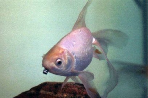 Goldfish with pierced lip