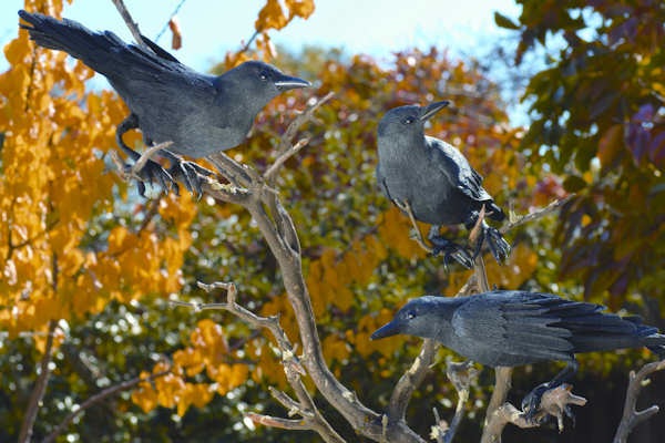  Images Splash 3Crows-600X400-Splash