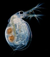  Micropolitan Fresh Flea Ceriodaphnia