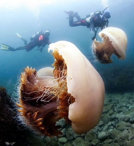  News 2009 07 Photogalleries Giant-Jellyfish-Invasion-Japan-Pictures Images Primary 090729-01-Giant-Jellyfish-Invasion Big