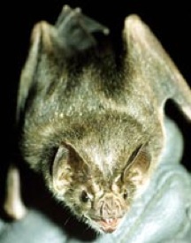  News Images Thumbs 070820-Vampire-Bats 170