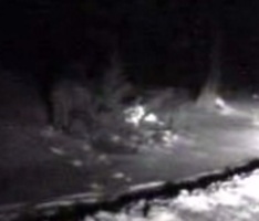 bigfoot caught on tape