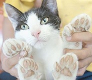 Cattoes