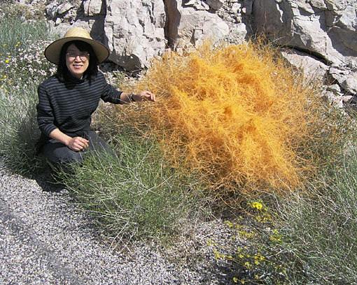 Orange vegetation - 1