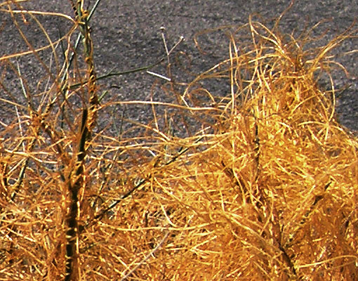 Orange vegetation - 2