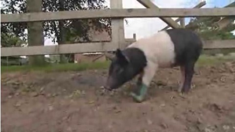 Boots Pig