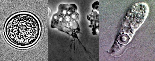 Naegleria_fowleri_lifecycle_stages