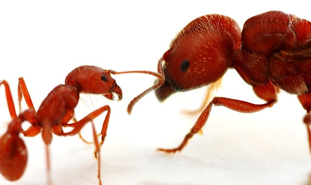 antlove
