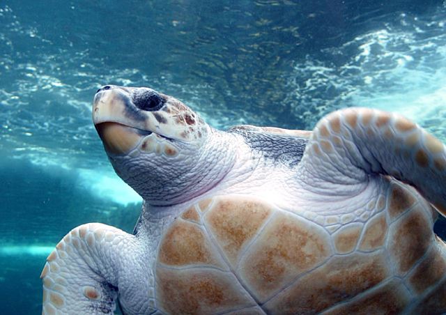 turtleyo