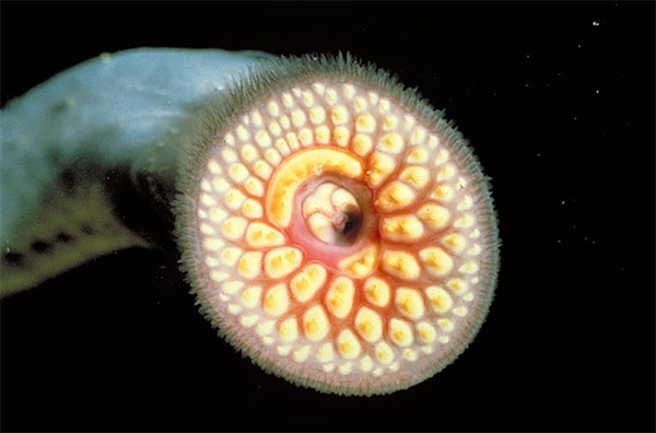 Wp-Content Uploads 2011 08 Sea-Lamprey