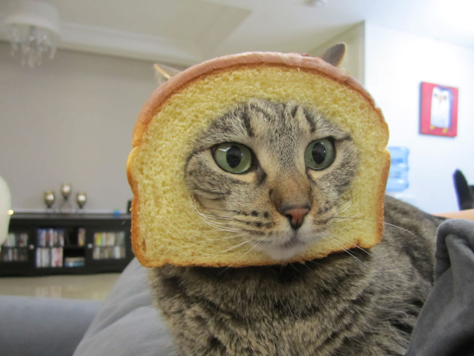 Breaded Cats Boing Boing