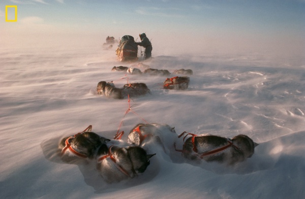07 Antarctic 462755