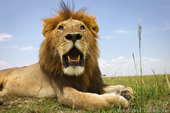  Img Beetlecam-Wildlife-Photo-Robot-Lion-Closeup-1331226515393