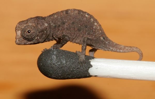  Wpf Media-Live Photos 000 488 Cache Tiniest-Chameleon-Found-Match 48801 600X450