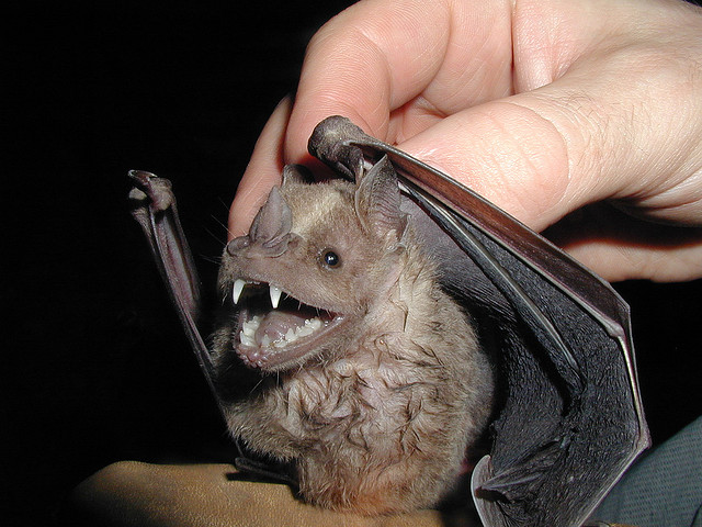 bat