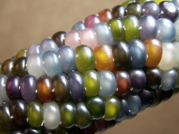 glass-gem-corn.png