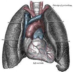  Wikipedia Commons E E6 Heart-And-Lungs