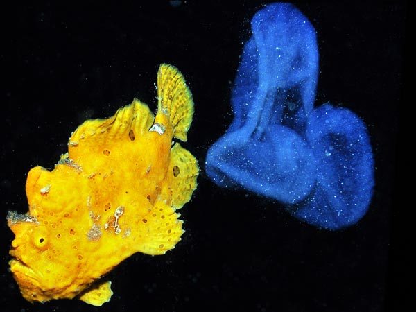  Wpf Media-Live Photos 000 557 Overrides New-Species-Reef-Fish-East-Indies-Frogfish-Spawning 55793 600X450
