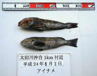 radiation fish