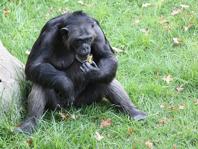 Chimpanzee Diet