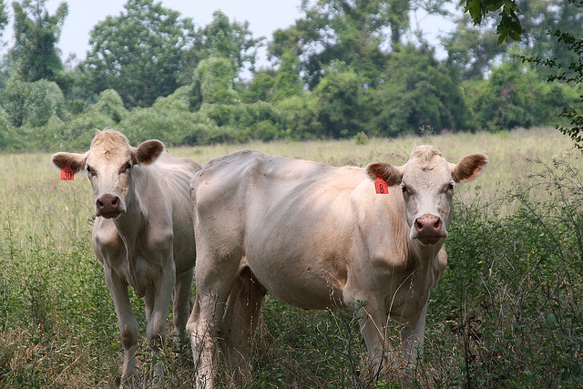 cowsglaring