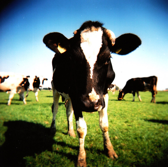cow week: cow kills irish pensioner