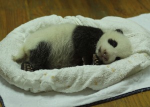 babypanda