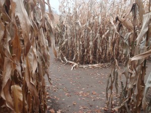 corn maze