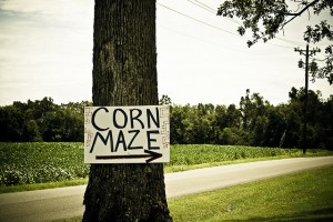 cornmaze