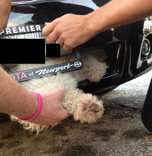 poodle in car