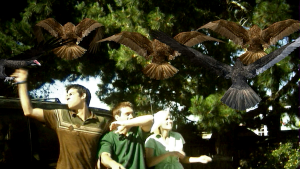 birdemic