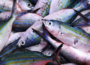 fish