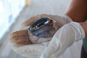 giant-eye-31