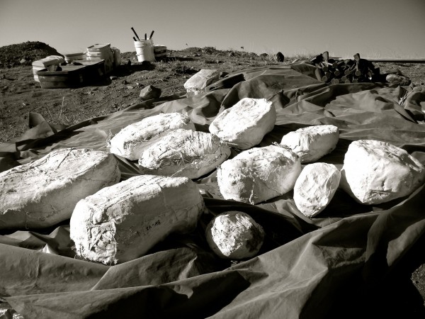 triassic_plaster