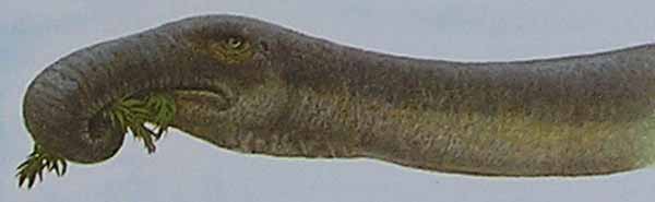 Sibbick-trunked-Diplodocus-Nov-2012-Darren-Naish-Tetrapod-Zoology-600-px-tiny