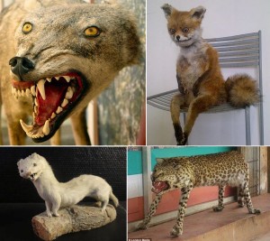 _badtaxidermyMash.jpg BadtaxidermyMash