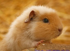 guineapig
