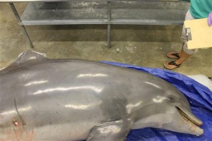 injured-dolphin