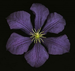 clematis