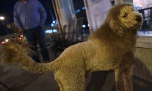 labralion.png Labralion