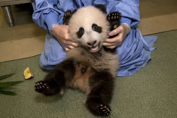 APphoto_Giant Panda Cub